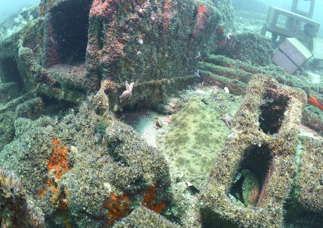 The Hidden Treasures Beneath: How Artificial Reefs Benefit Our Coastal Waters